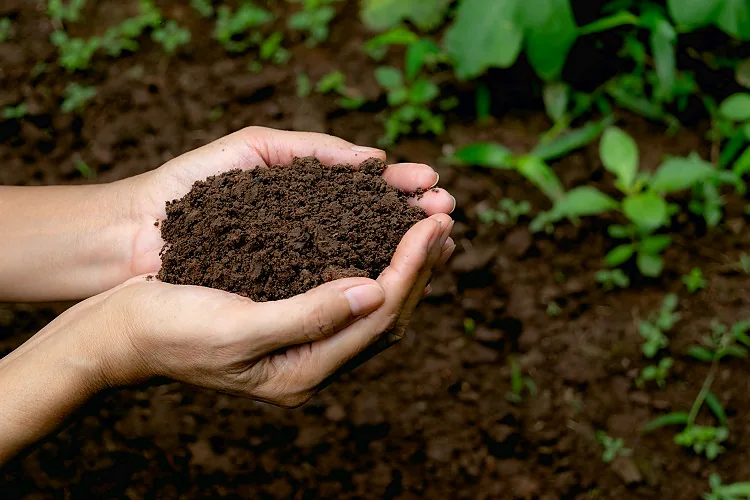 How to Test Lawn & Garden Soil in Ontario