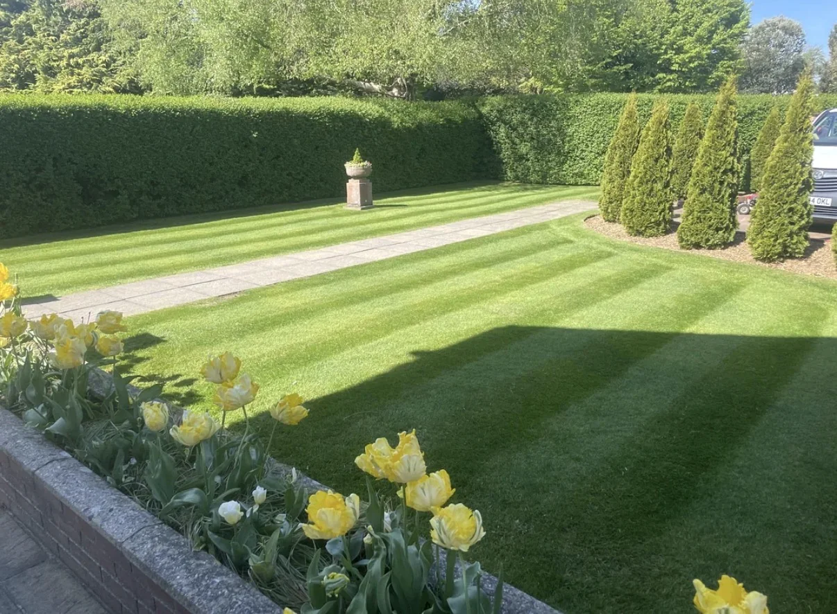 Striped backyard lawn framed by mature hedges.